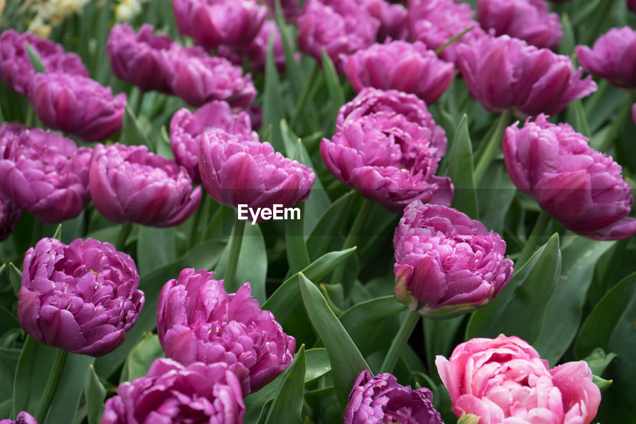 Close-up of pink flowering plants