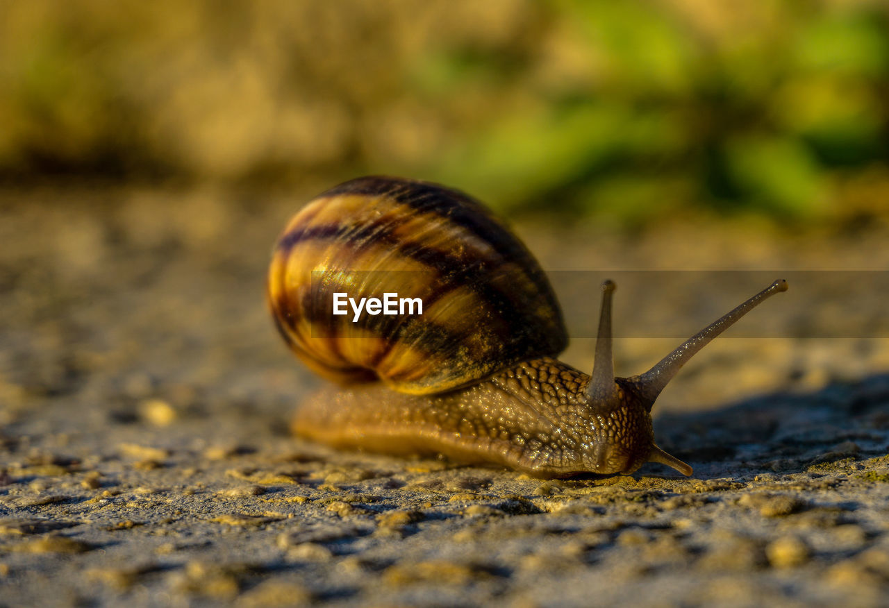 CLOSE-UP OF SNAIL IN THE GROUND