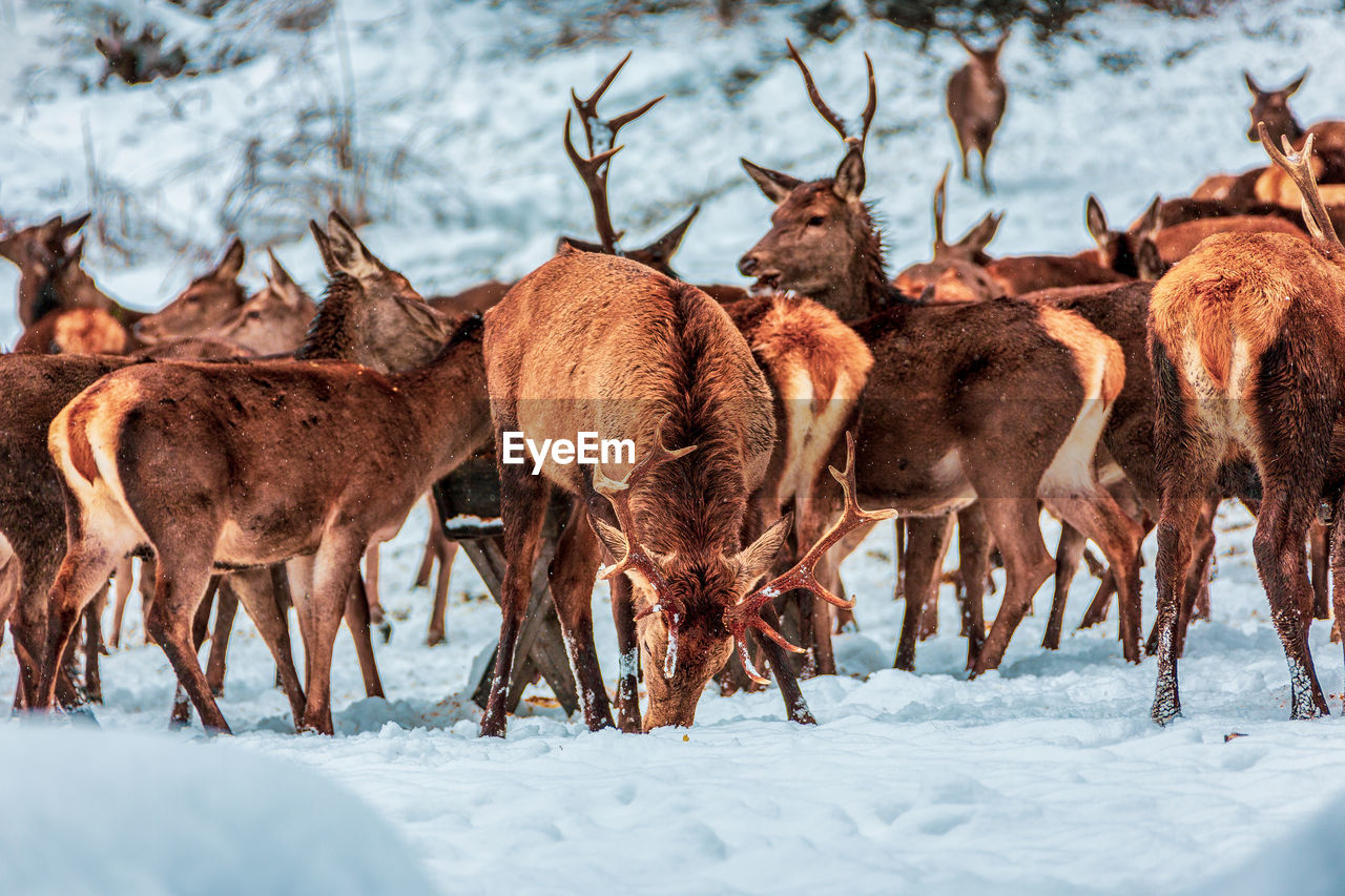 DEER IN SNOW COVERED FIELD