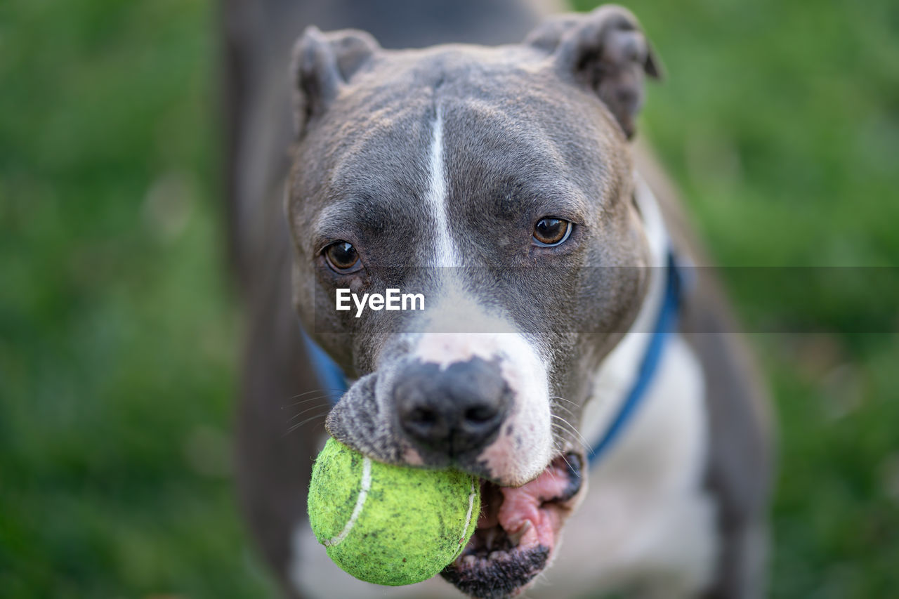 Close up of a pitbull  holding a tennis ball in his mouth running in a green field