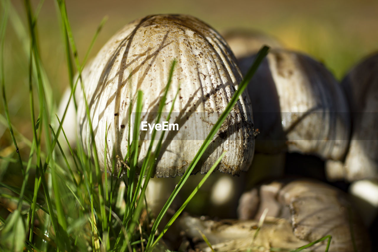 Close-up of mushroom growing outdoors