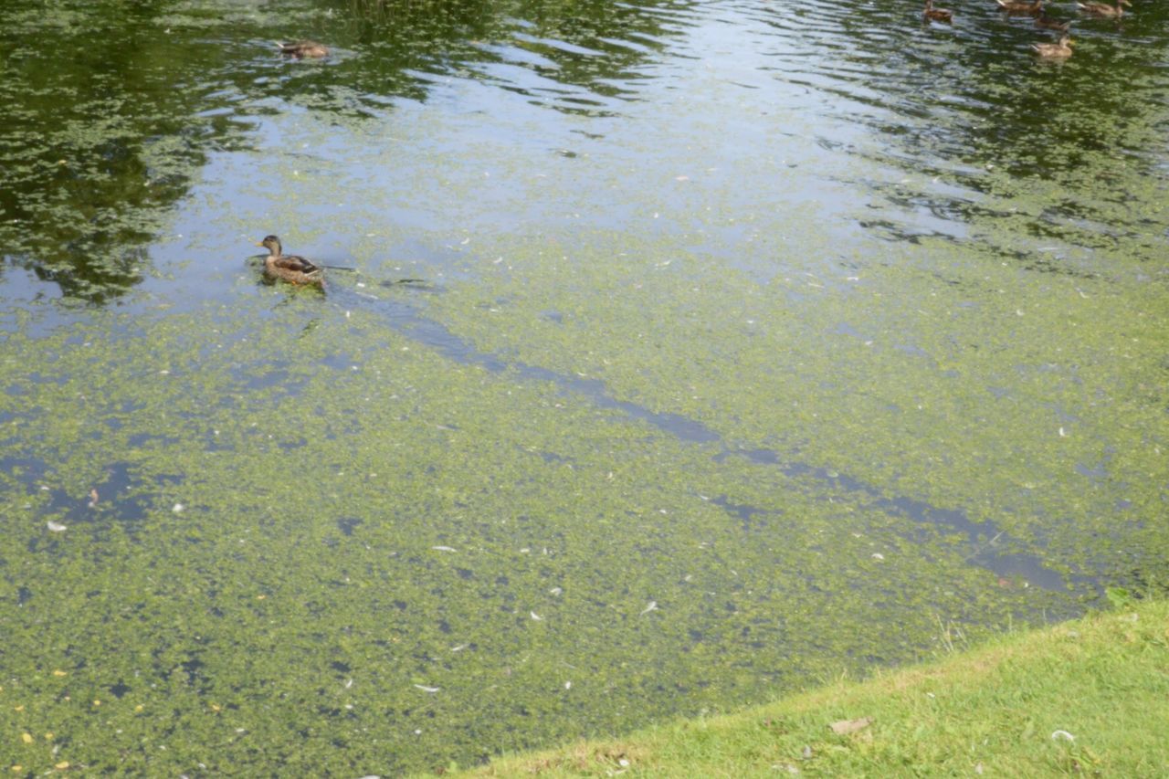 HIGH ANGLE VIEW OF DUCK SWIMMING ON LAKE