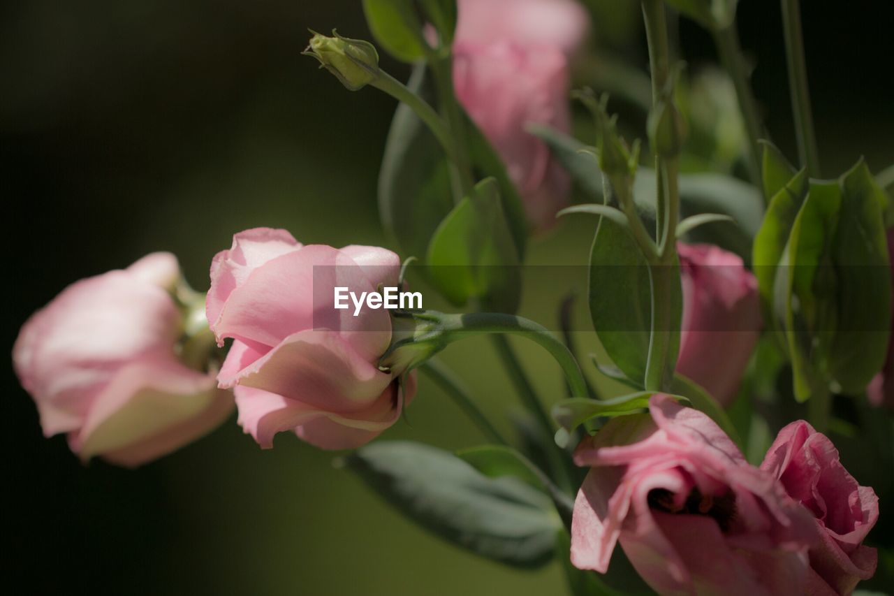 CLOSE-UP OF PINK FLOWER PLANT
