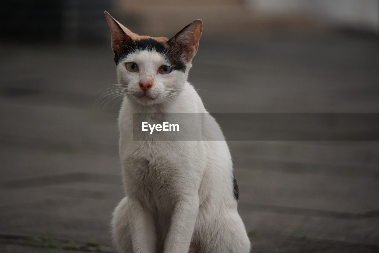 cat, animal themes, animal, pet, mammal, domestic animals, one animal, domestic cat, whiskers, feline, white, small to medium-sized cats, felidae, portrait, no people, focus on foreground, looking at camera, sitting, looking, animal body part, carnivore, cute, front view
