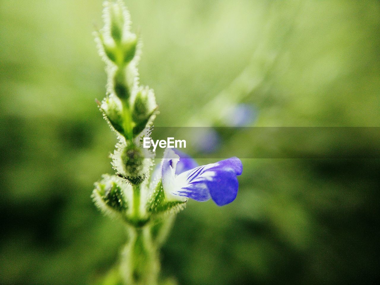 Close-up of purple flower blooming on field