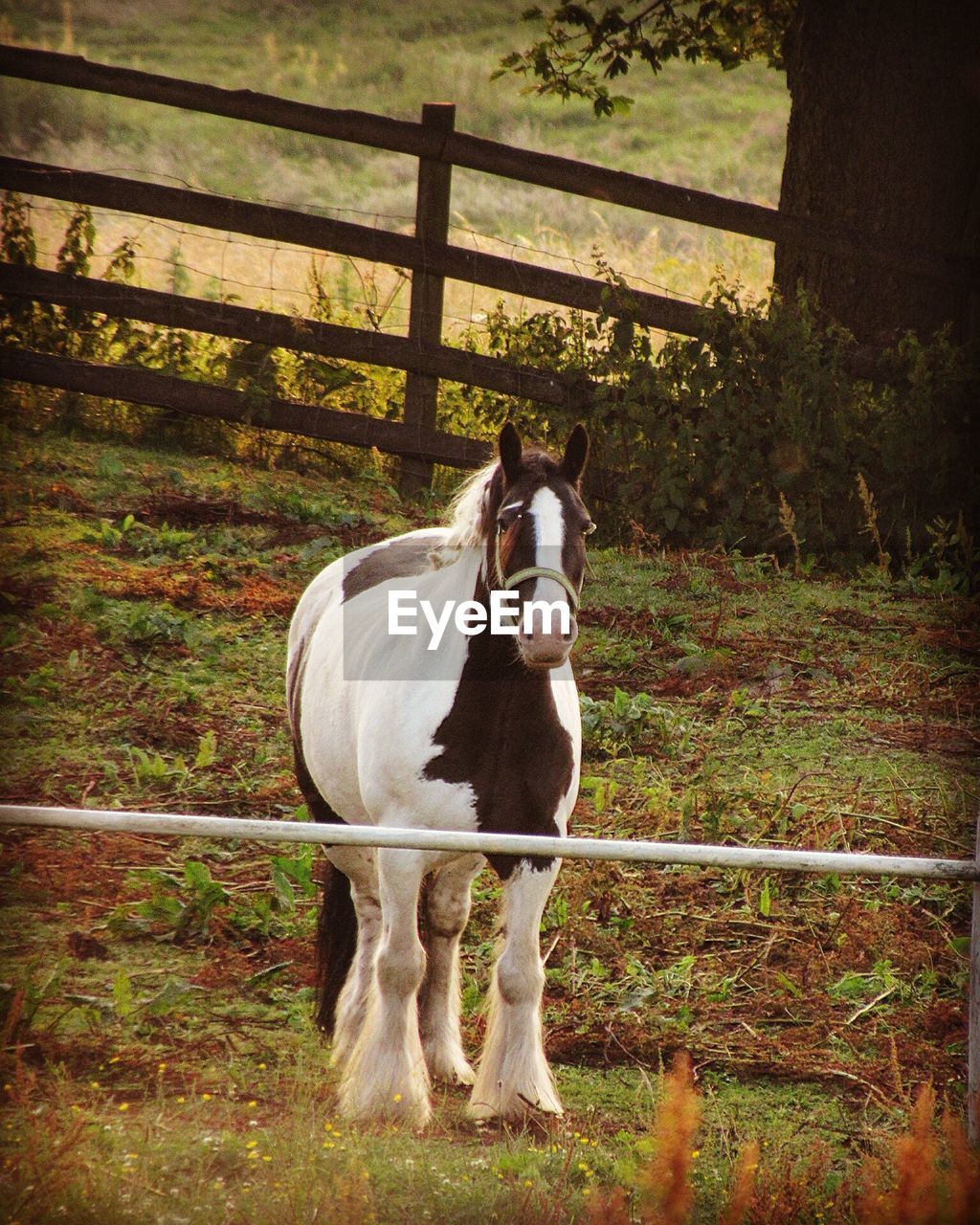 HORSES STANDING ON FIELD