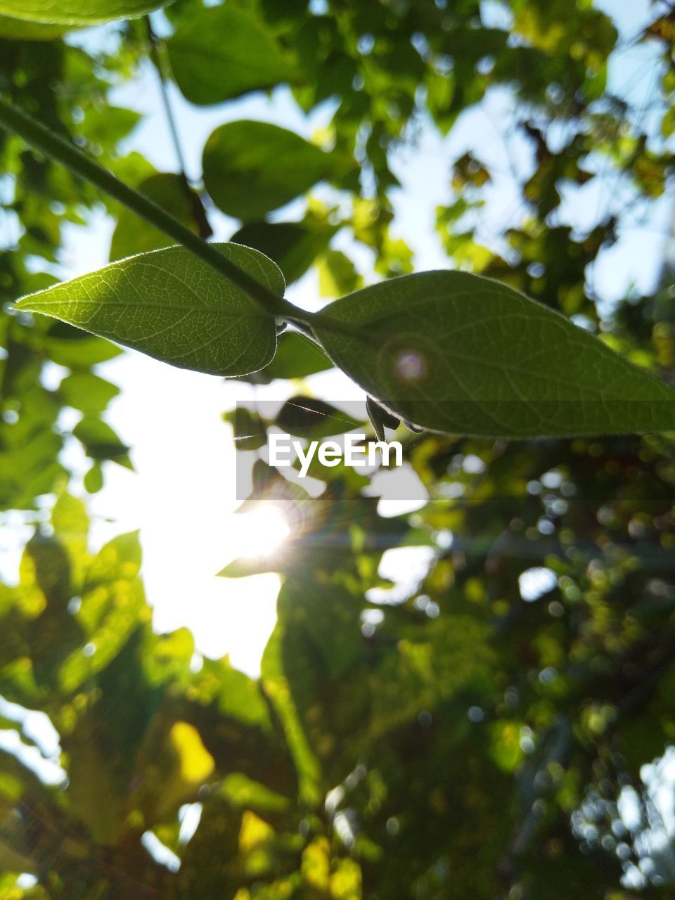 LOW ANGLE VIEW OF LEAVES ON TREE