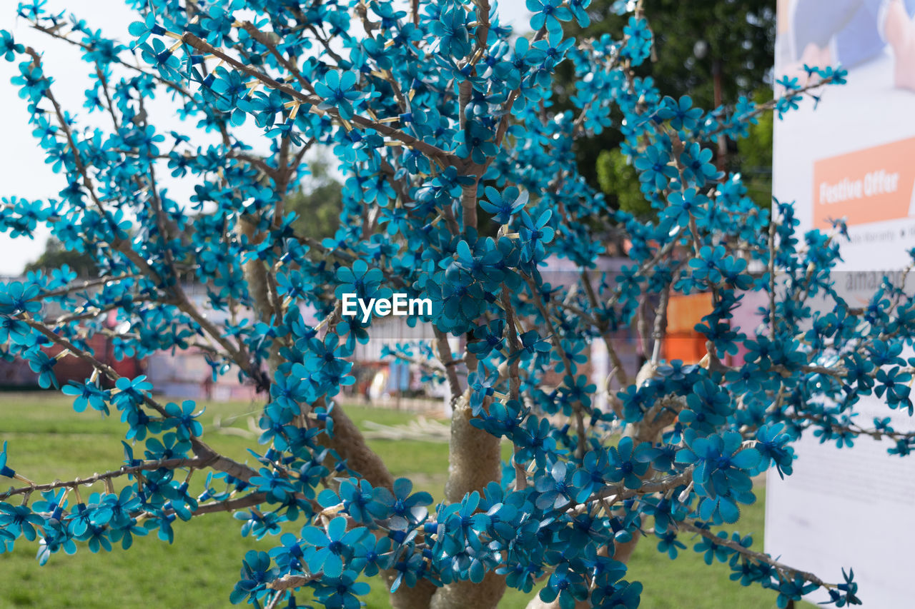 CLOSE-UP OF TREE WITH FLOWERS IN FOREGROUND