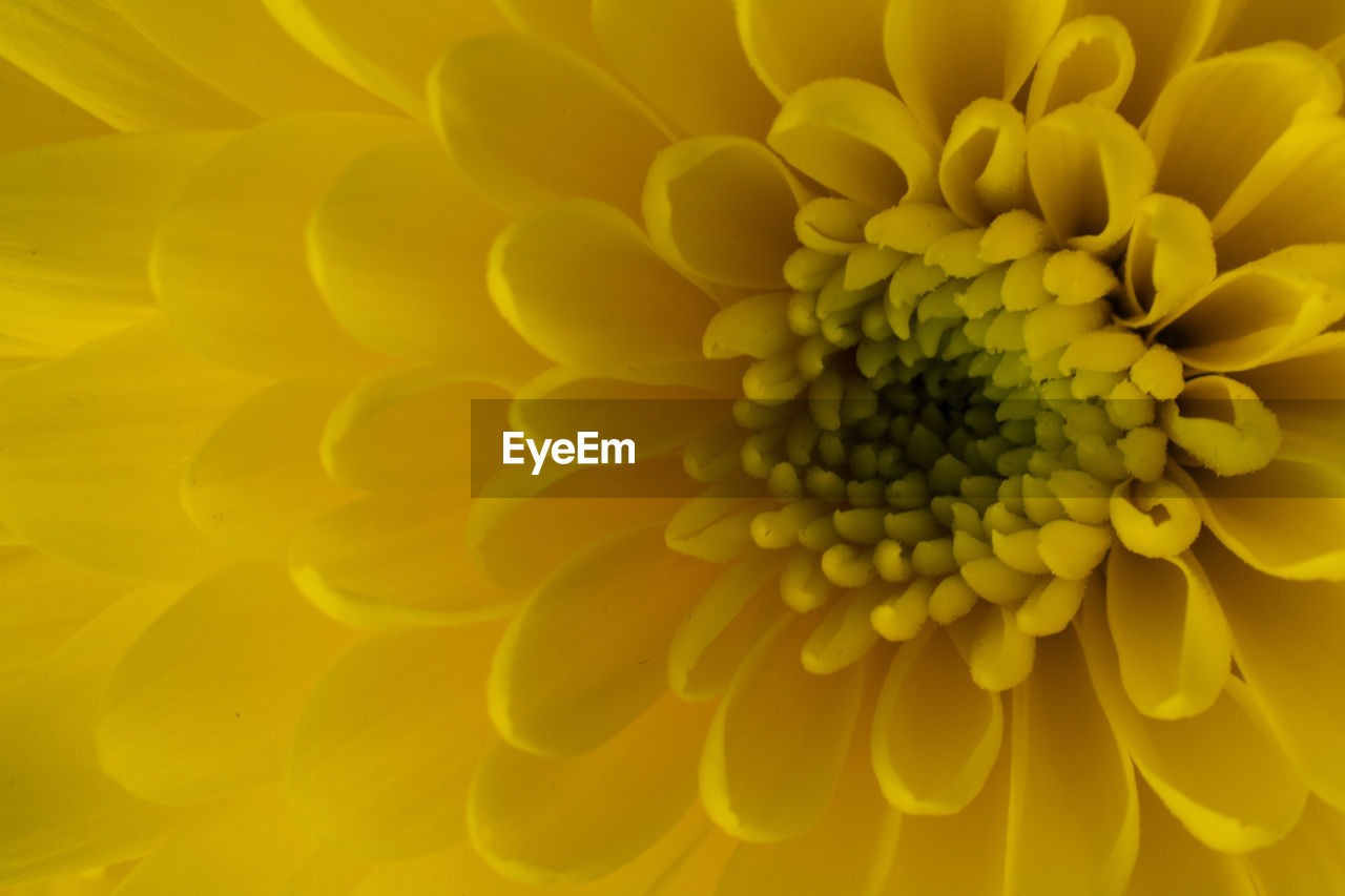 EXTREME CLOSE-UP OF YELLOW FLOWER