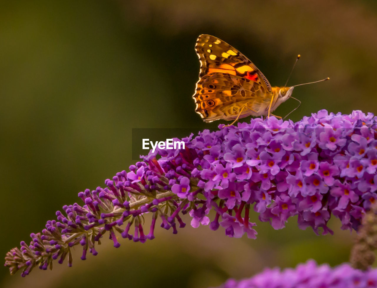 BUTTERFLY POLLINATING ON FLOWER