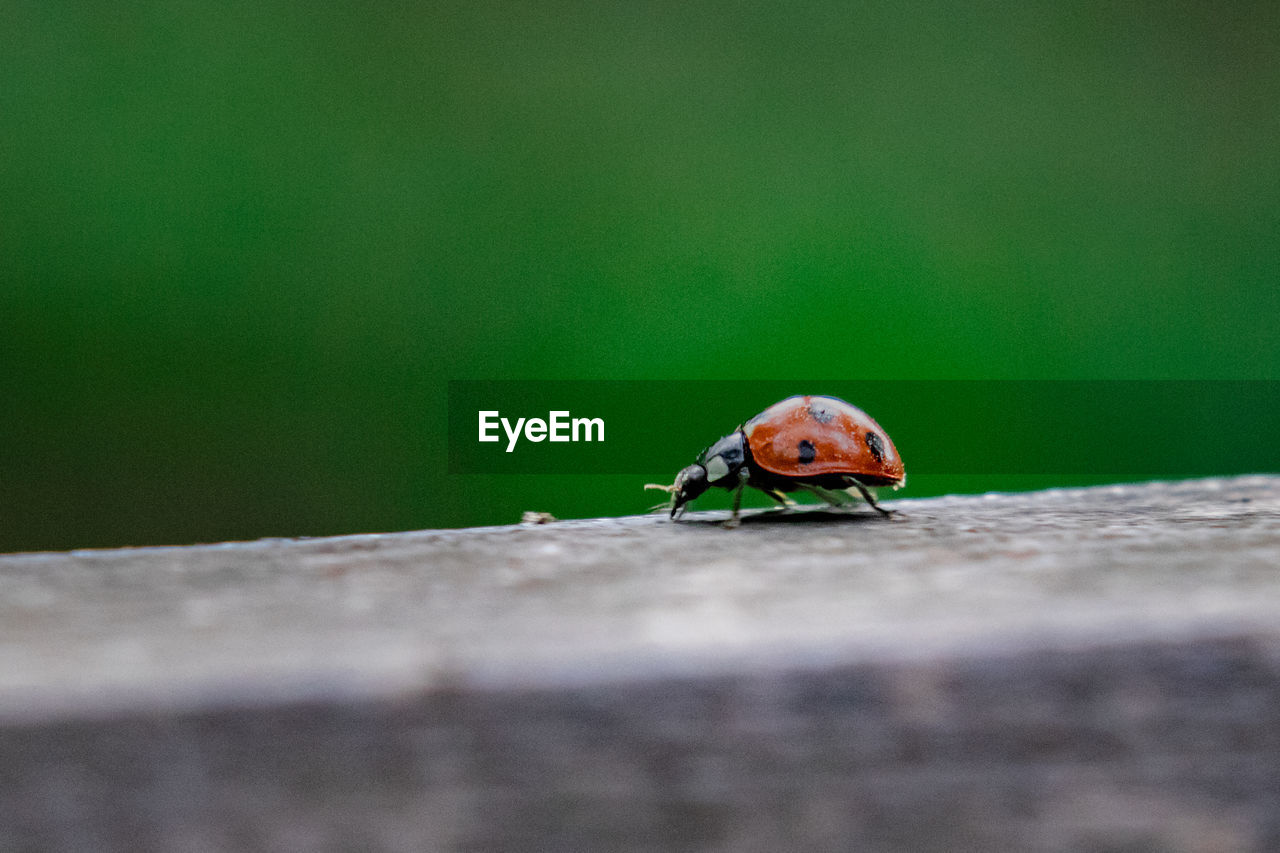 Ladybug on a bench