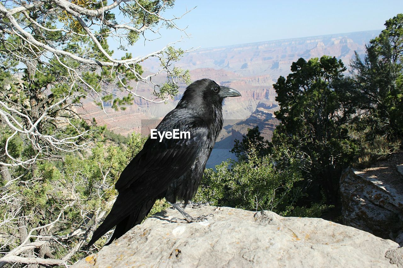 Close-up of bird perching on rock against sky