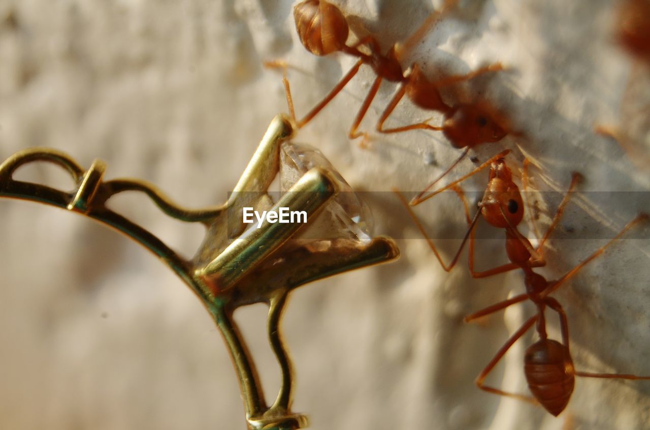 CLOSE-UP OF ANTS ON LEAF