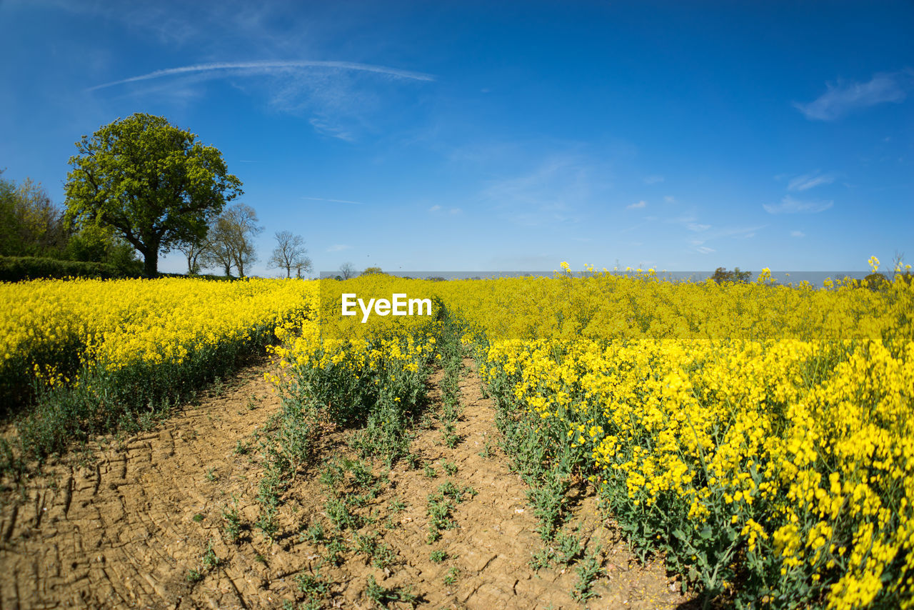 SCENIC VIEW OF OILSEED RAPE FIELD