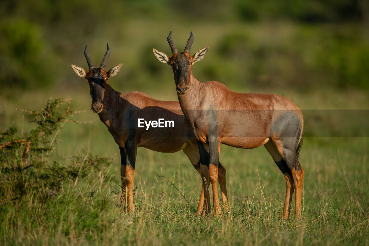 Two male topi stand side-by-side on savannah