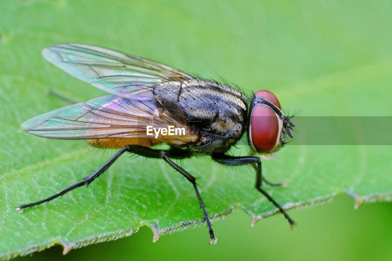 close-up of insect on plant