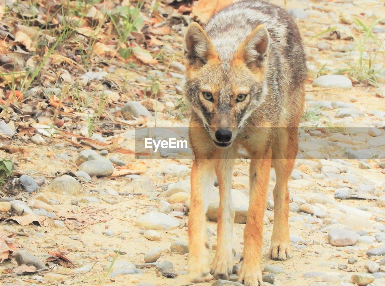 PORTRAIT OF TIGER ON FIELD