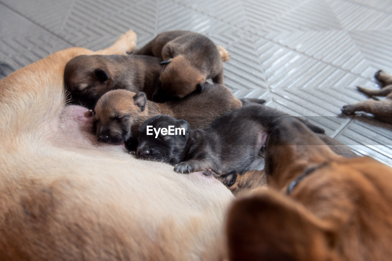 DOGS SLEEPING IN A PUPPY