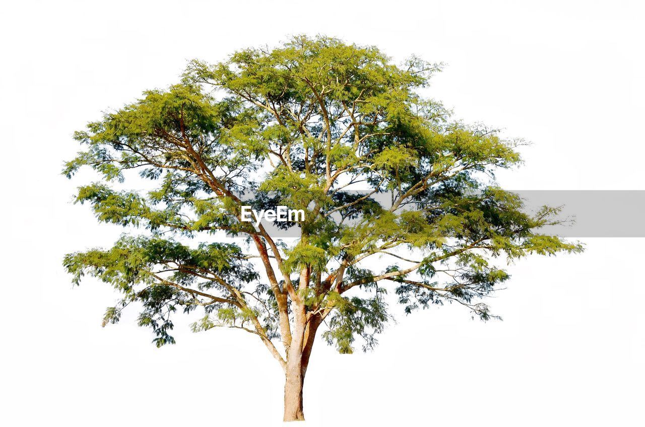 TREE AGAINST SKY