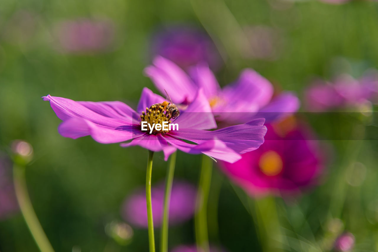 Close-up of pink cosmos flower blooming outdoors