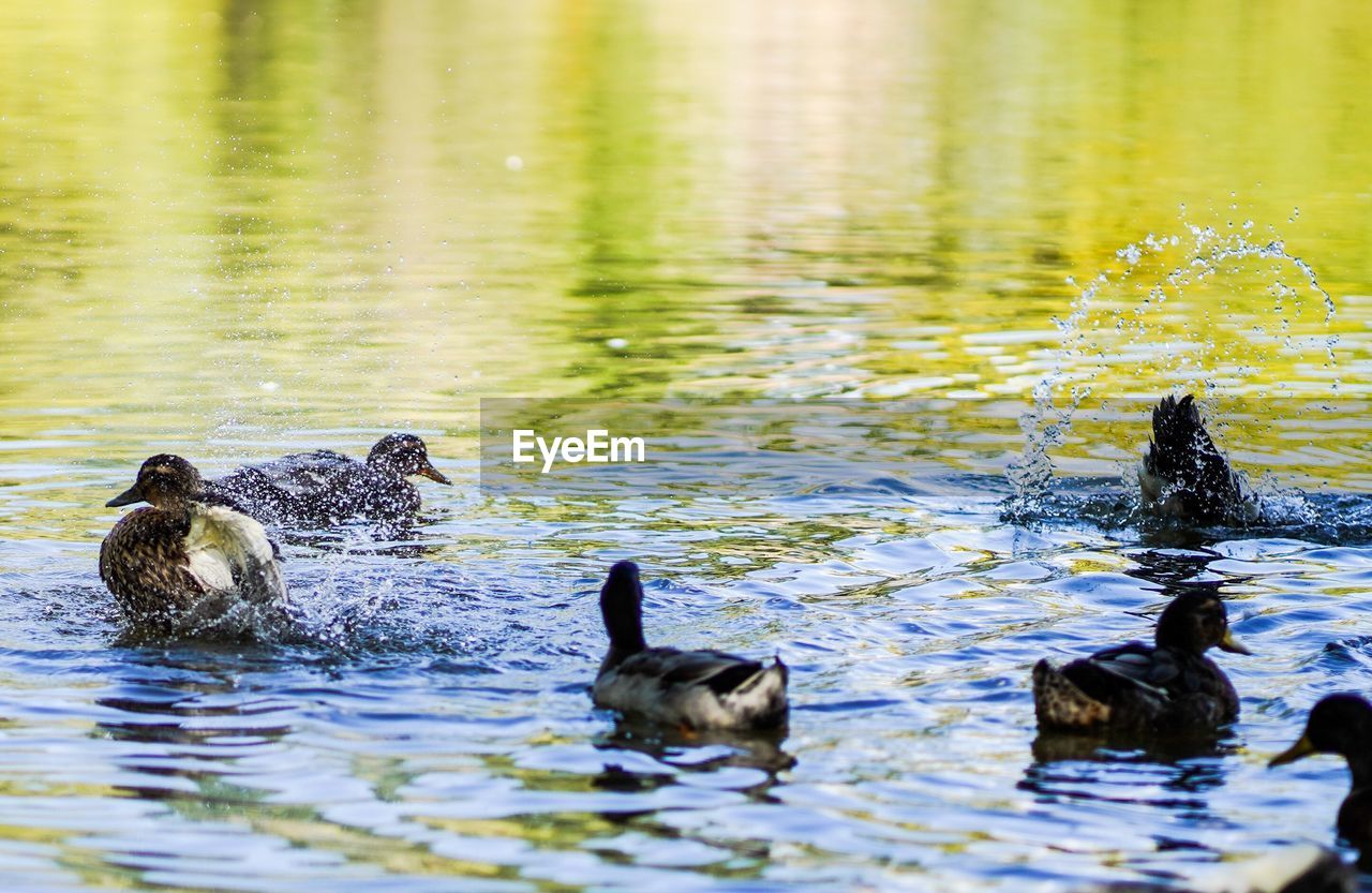 FLOCK OF DUCKS IN LAKE