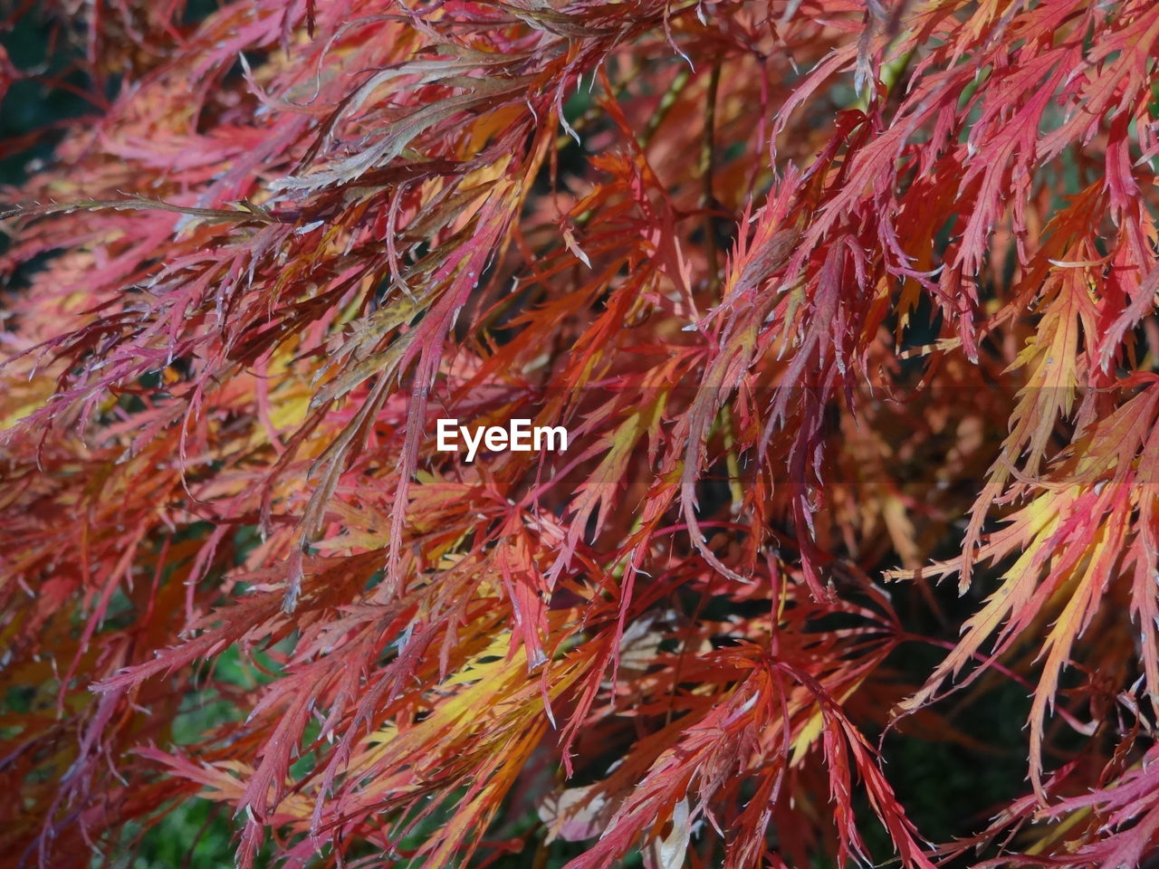 CLOSE-UP OF RED LEAVES ON BRANCH