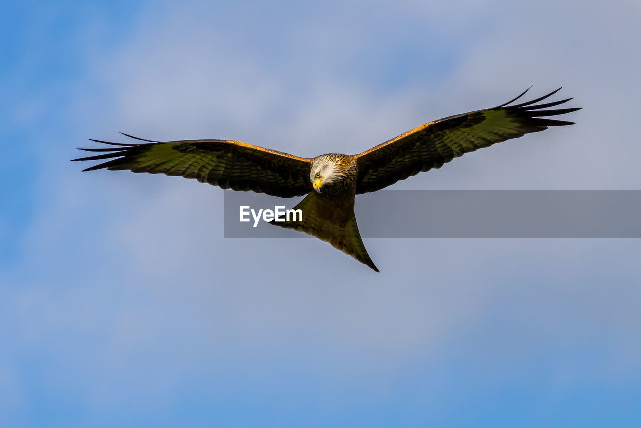 low angle view of eagle flying against sky