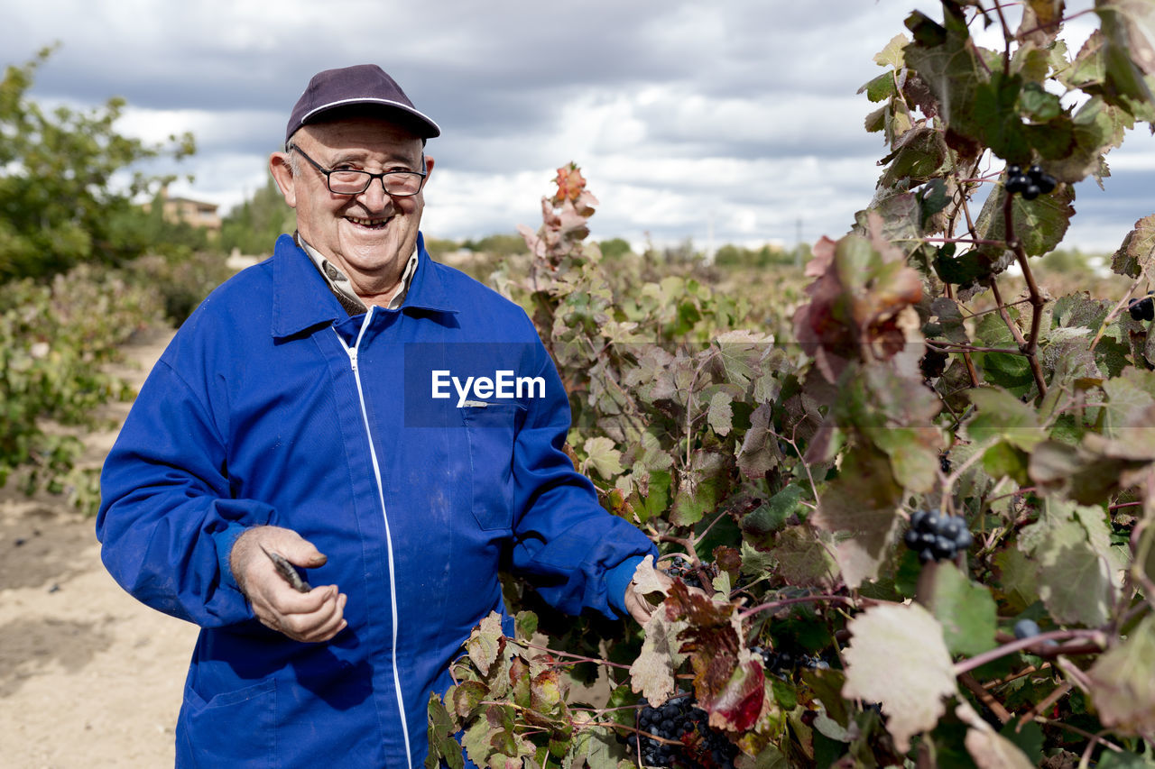 Smiling elderly man harvesting black grapes in vineyard