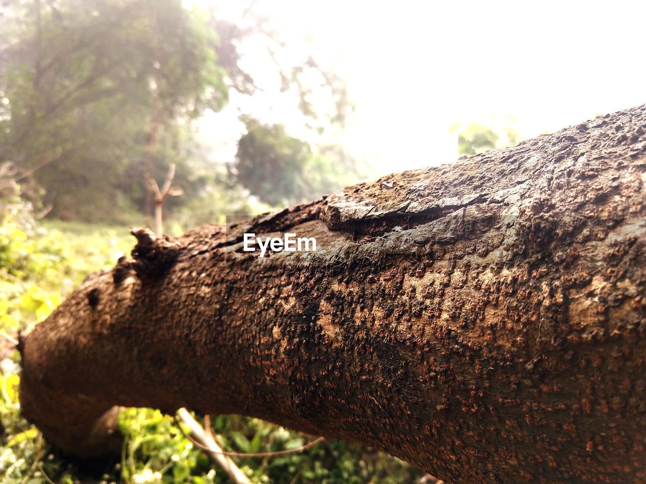 CLOSE-UP OF DEAD TREE TRUNK