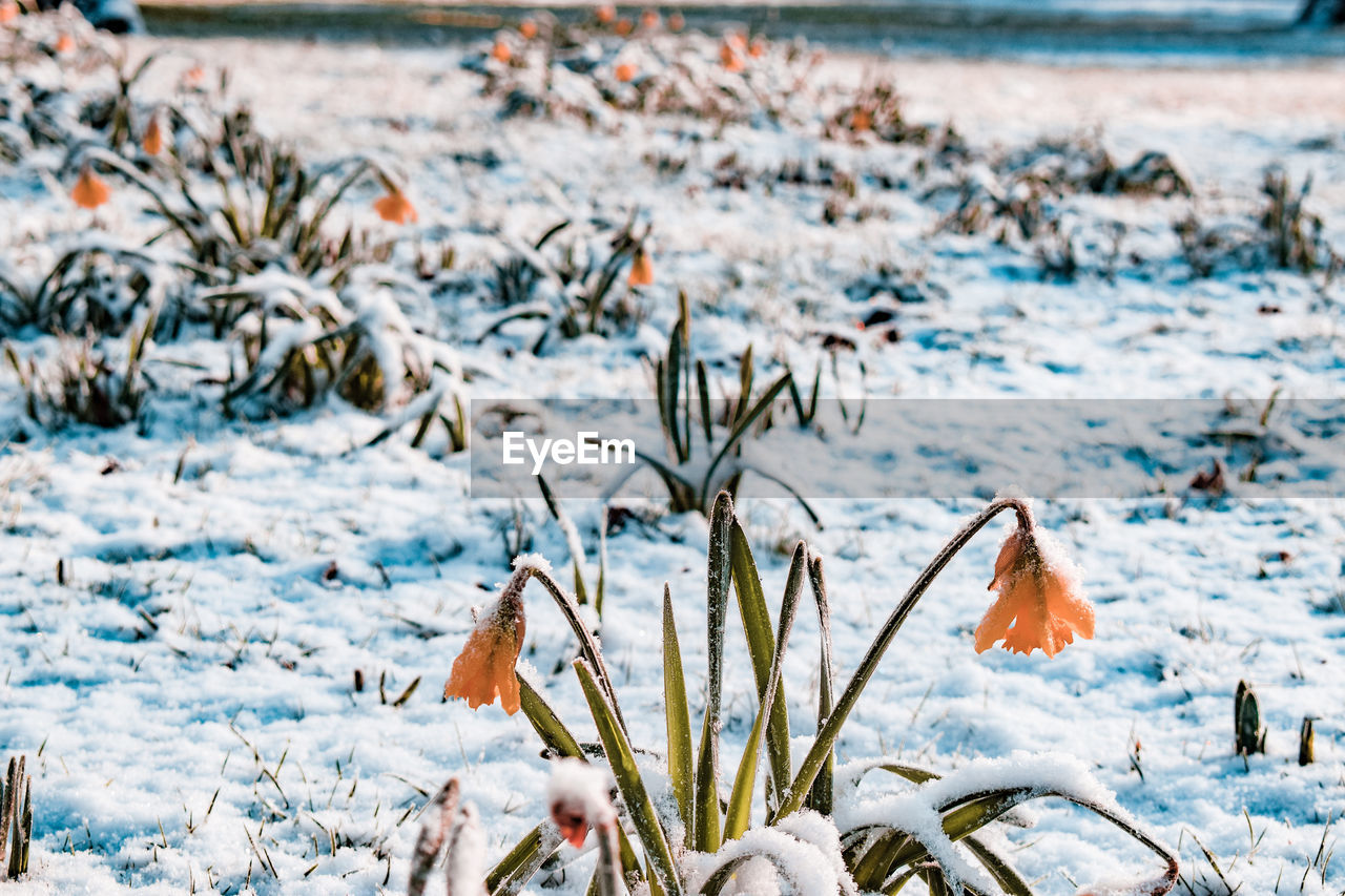 Close-up of frozen daffodils during winter