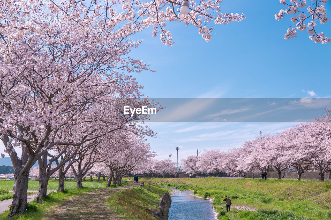 plant, tree, blossom, flower, cherry blossom, springtime, flowering plant, beauty in nature, freshness, nature, fragility, sky, cherry tree, growth, pink, landscape, branch, almond tree, scenics - nature, fruit tree, agriculture, tranquility, environment, no people, outdoors, day, blue, tranquil scene, orchard, grass, spring, park, rural scene, park - man made space, almond, field, cloud, idyllic, footpath, land, food and drink, travel destinations, road, travel, treelined