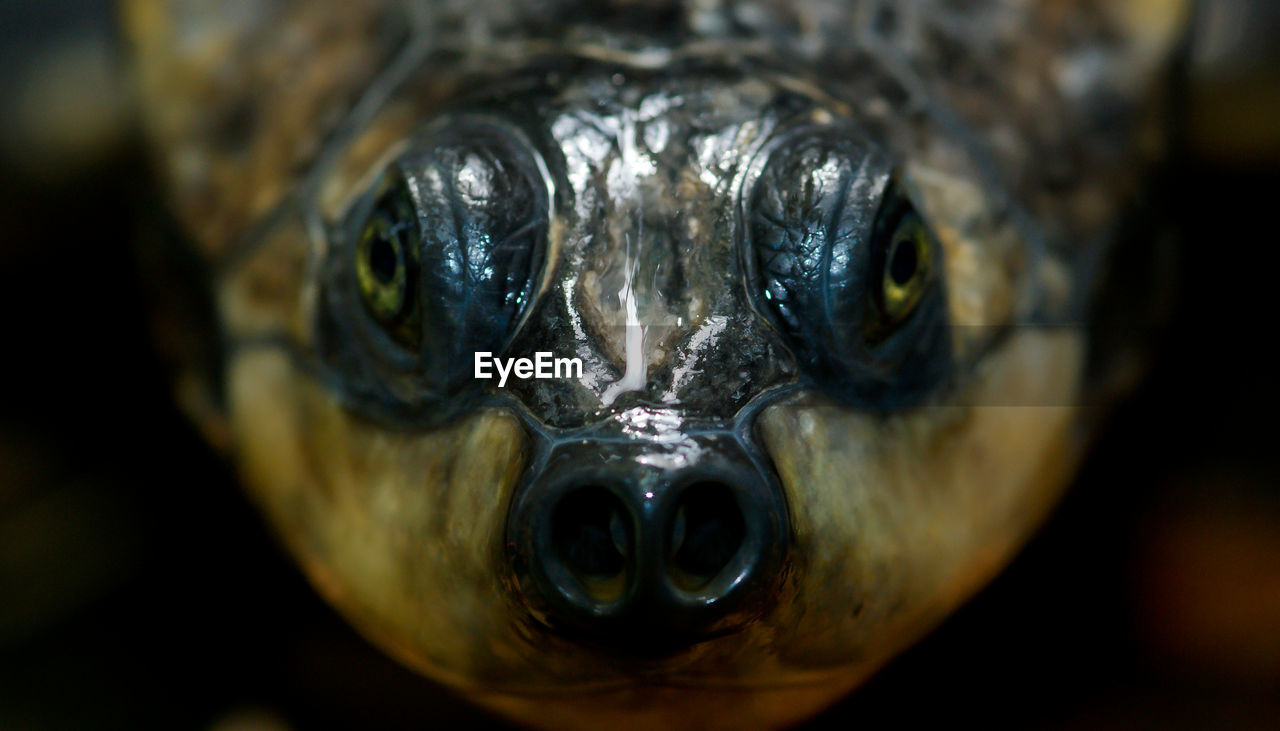 Close-up of soft shell turtle