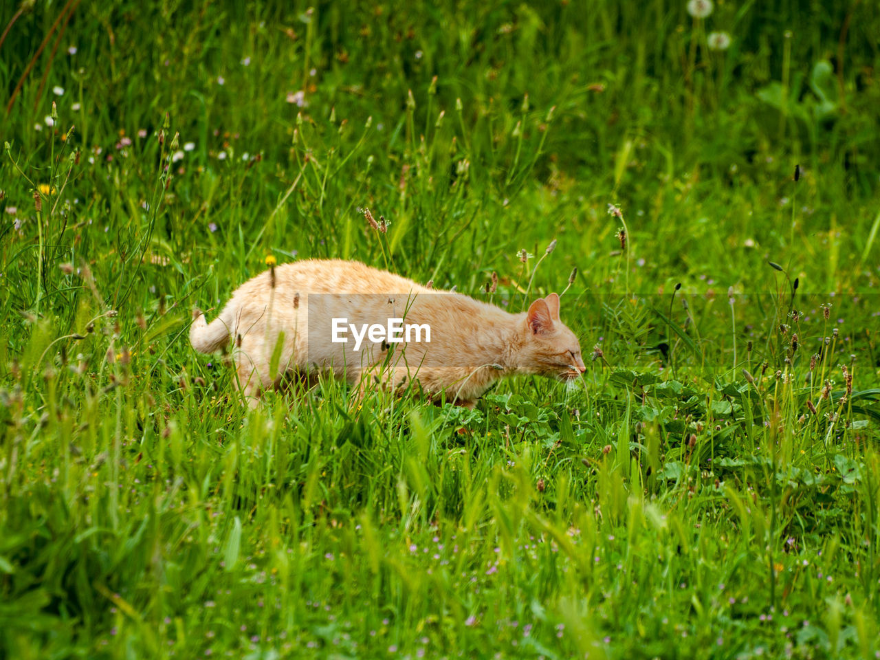 Cat standing on grassy field