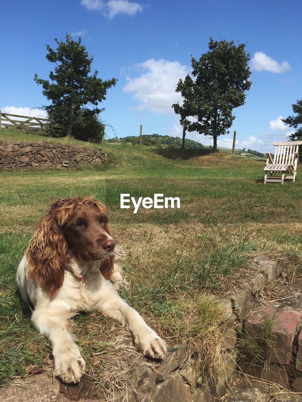 Dog on field against sky