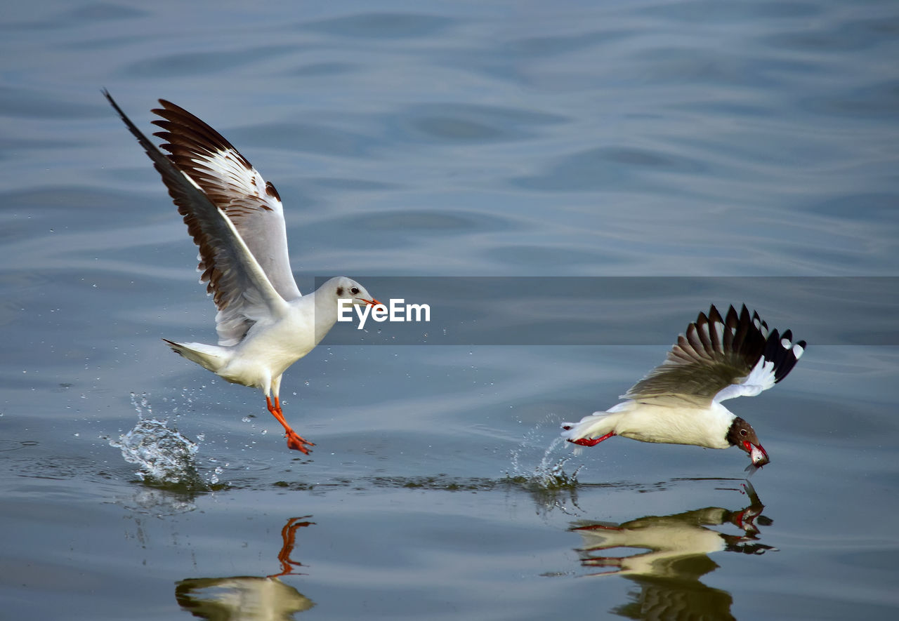 FLOCK OF SEAGULLS FLYING OVER LAKE