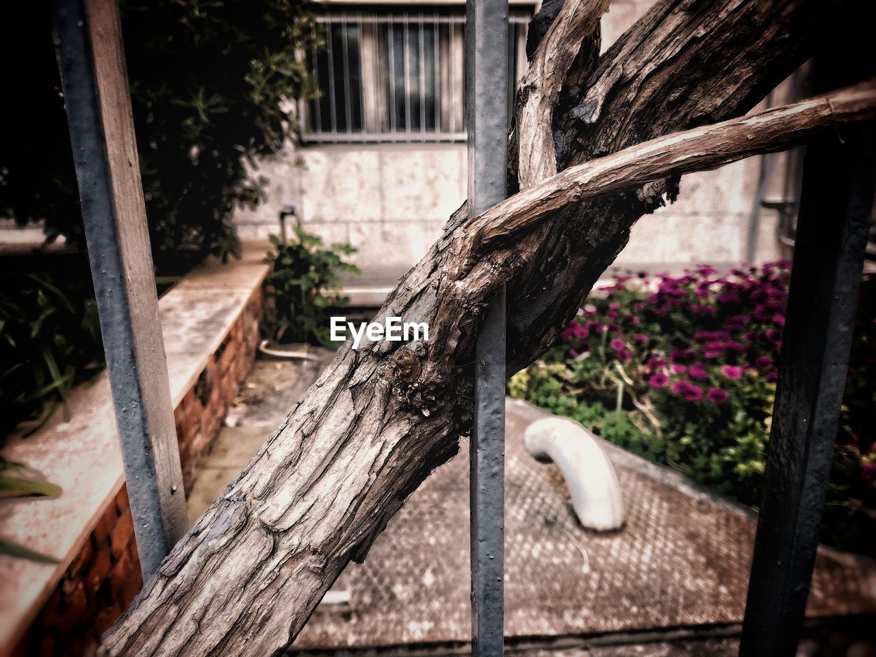 CLOSE-UP OF TREE TRUNK AGAINST PLANTS