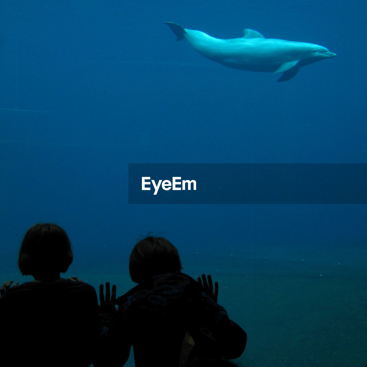Children watching dolphin at aquarium
