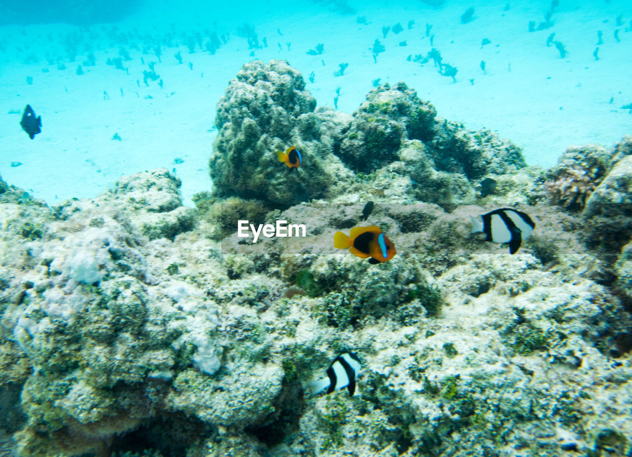 FISH SWIMMING UNDERWATER