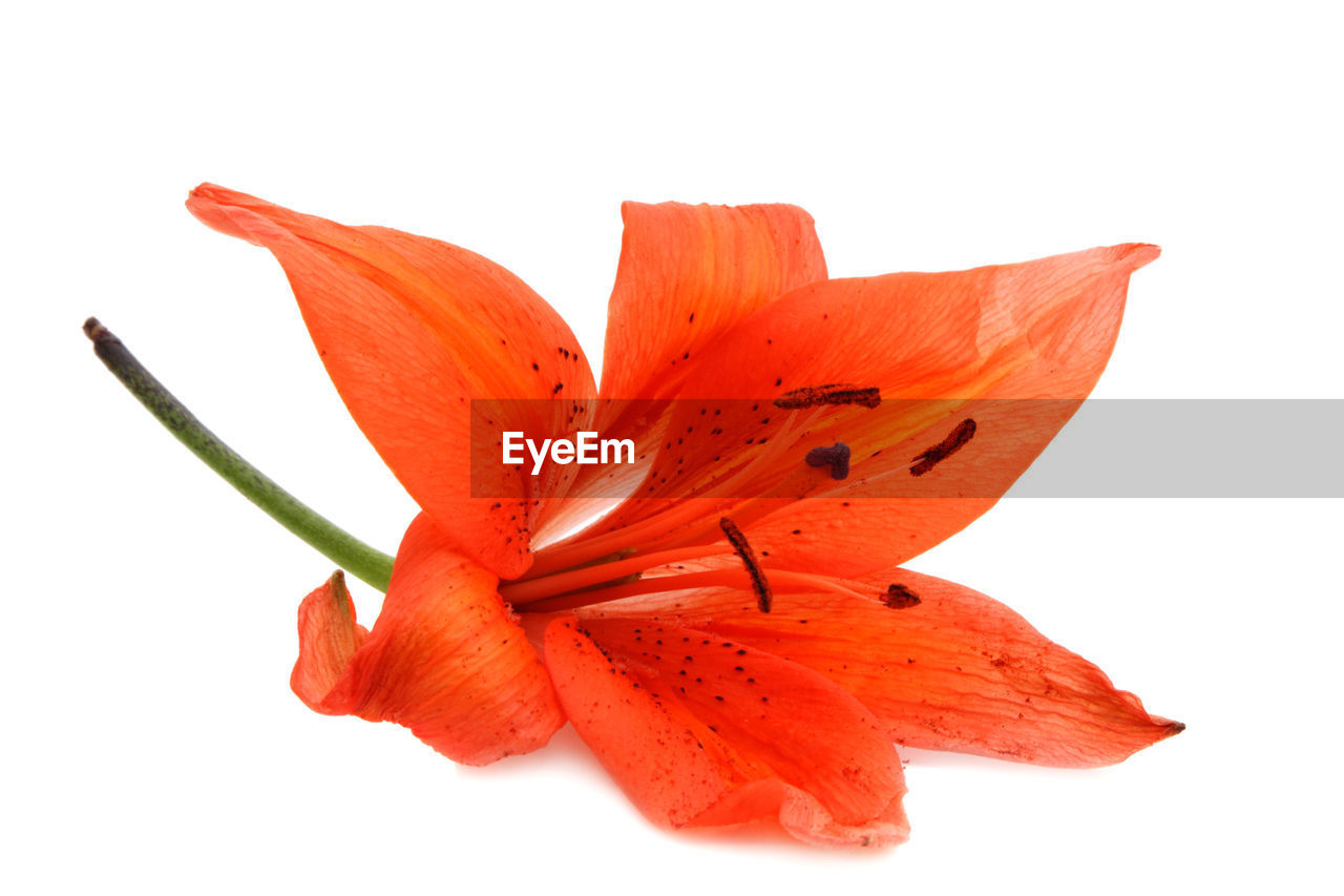 Close-up of flower over white background