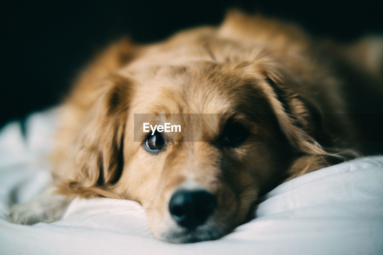 Close-up of golden retriever relaxing on bed at home