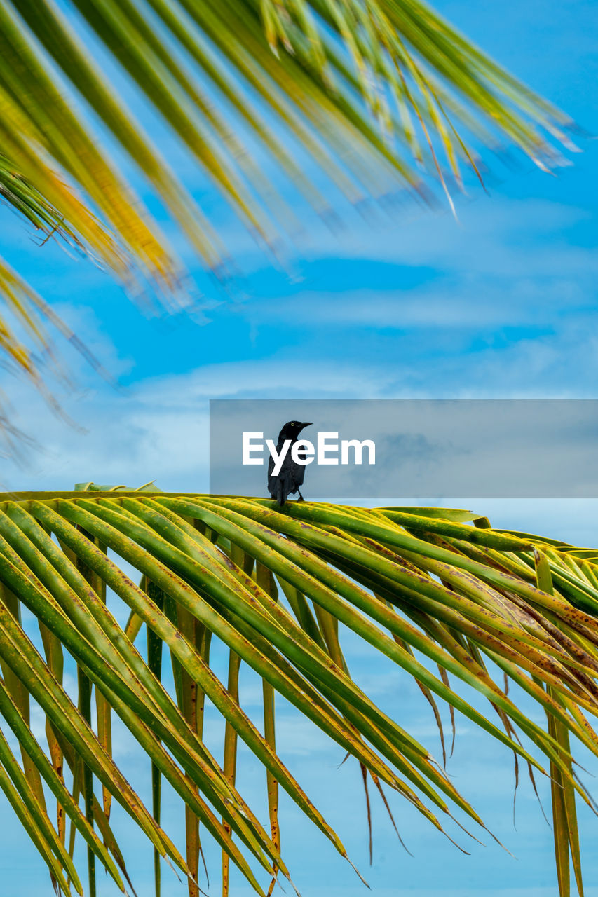 LOW ANGLE VIEW OF BIRD PERCHING ON A PLANT