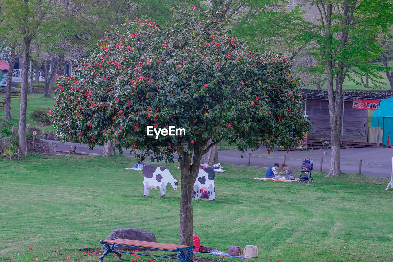 Man and woman sitting under tree at park