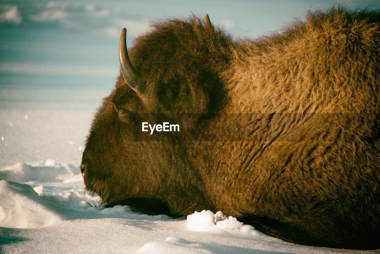 Buffalo in colorado