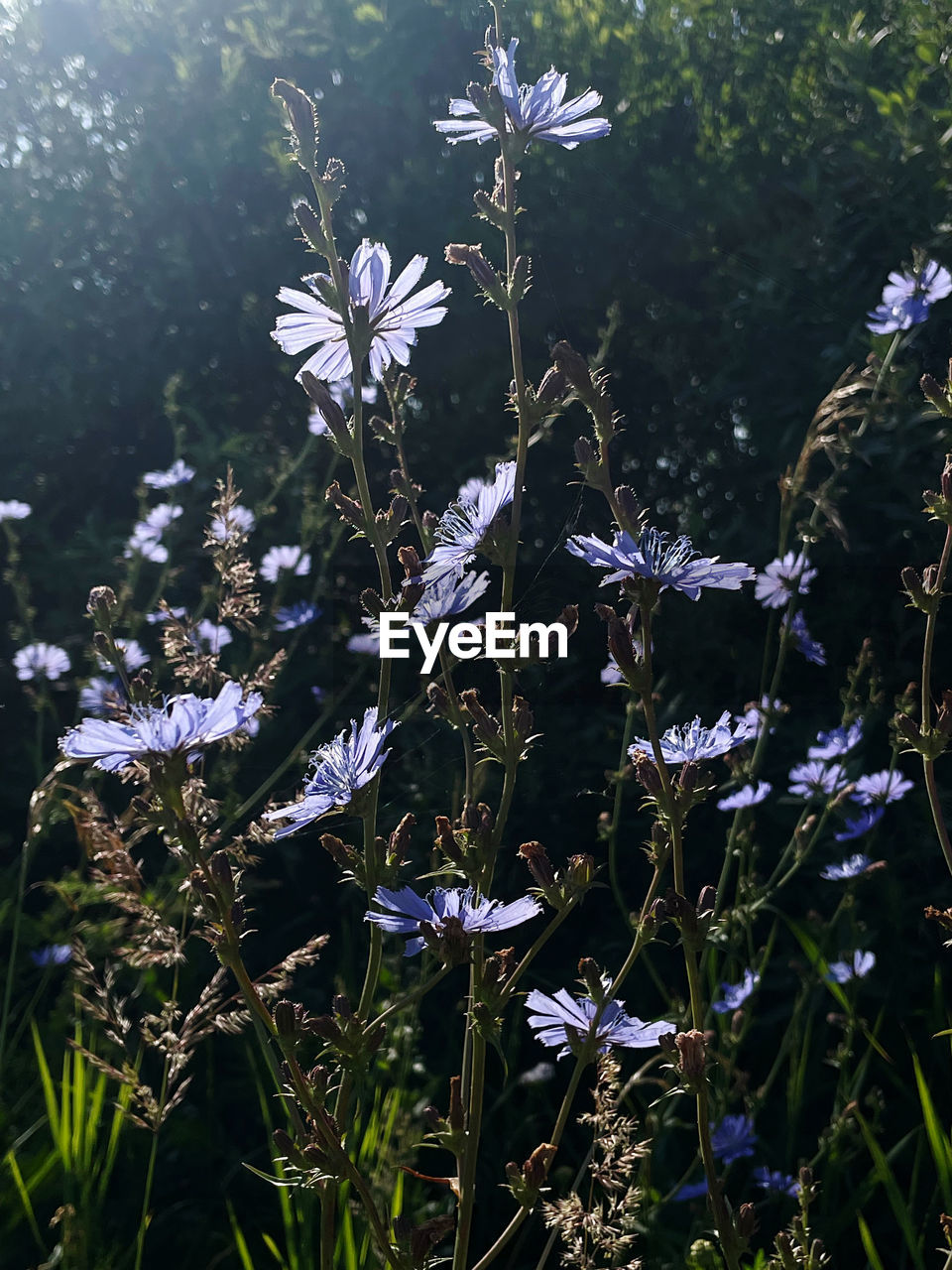 plant, flower, flowering plant, beauty in nature, nature, growth, freshness, fragility, meadow, no people, close-up, wildflower, day, land, sunlight, grass, field, outdoors, tranquility, petal, blossom, botany, springtime, flower head, purple, white, water, inflorescence, focus on foreground