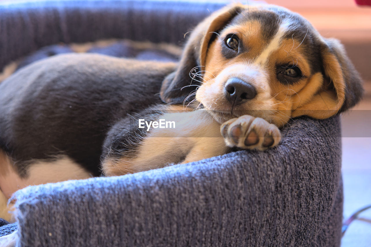 pet, dog, canine, mammal, one animal, domestic animals, animal themes, animal, beagle, puppy, relaxation, hound, nose, portrait, cute, indoors, young animal, sofa, lying down, furniture, no people, looking at camera, resting, lap dog, domestic room, focus on foreground