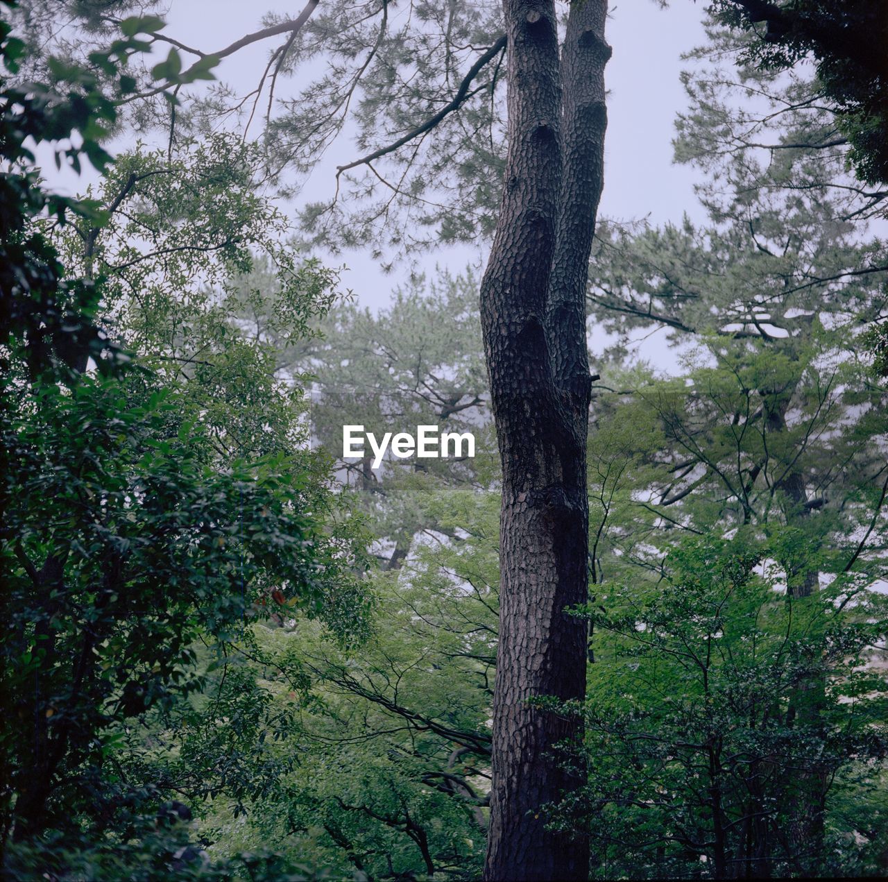 LOW ANGLE VIEW OF TREES AND PLANTS IN FOREST