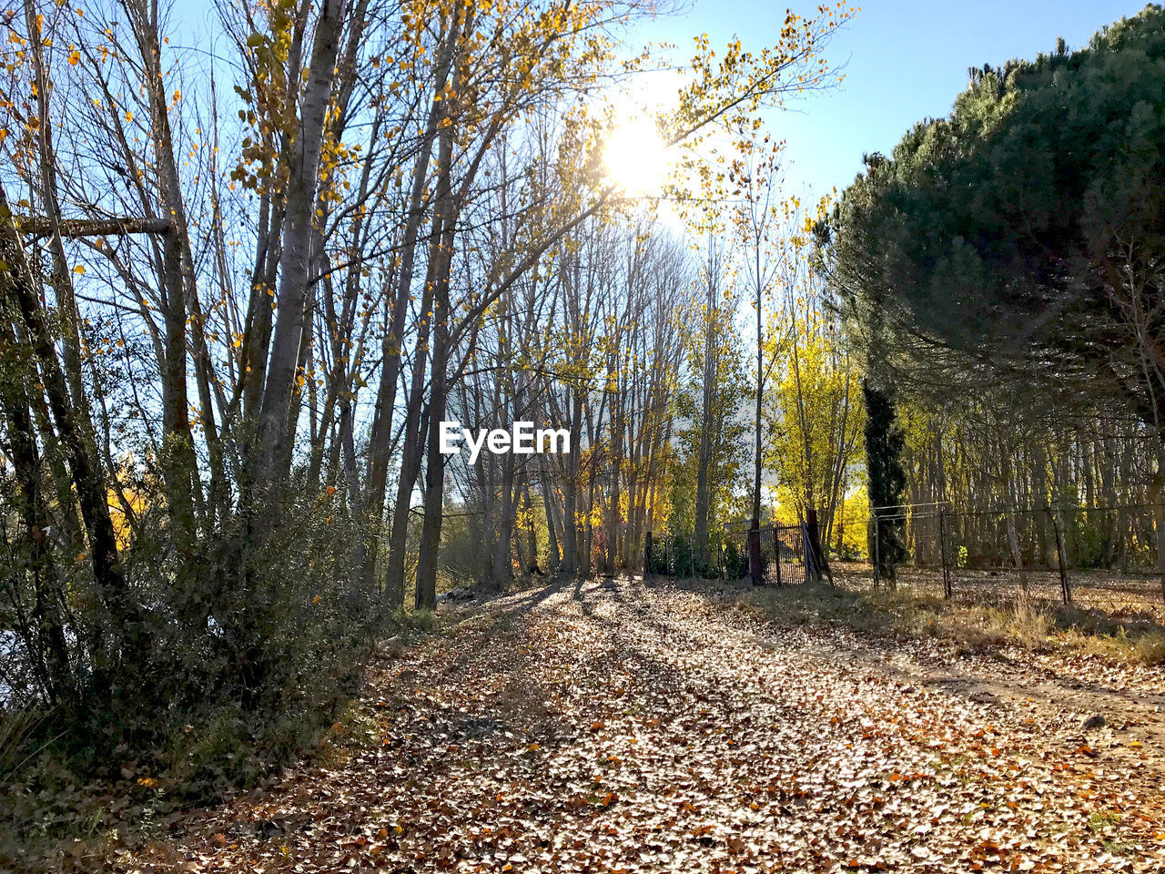 Trees in forest during autumn