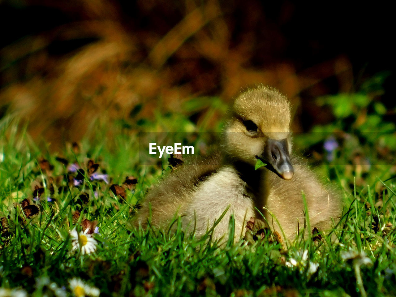 CLOSE-UP OF A BIRD IN FIELD