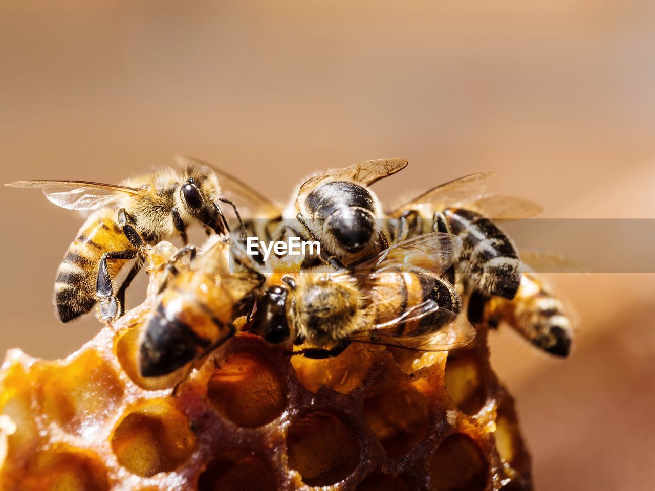 Close-up of bees.