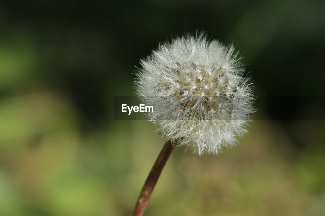 CLOSE-UP OF DANDELION